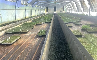 Root Propagation Testimonial | Commercial Nursery: WA